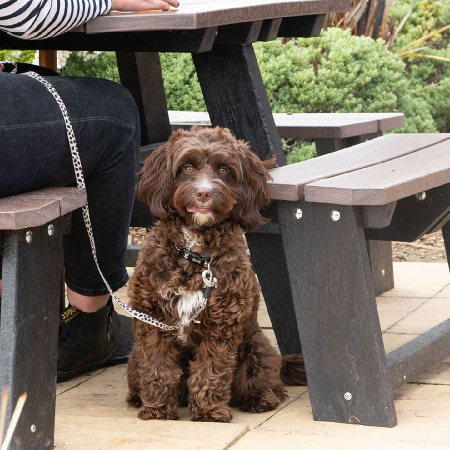 Your local dog friendly pub in Whitchurch